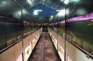 觀賞魚曼龍魚怎么養活（曼龍魚怎么養曼龍魚飼養方法）