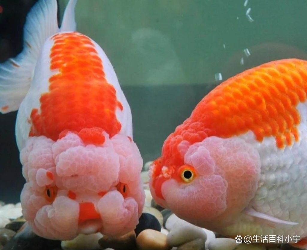 龍魚缸底游時(shí)不時(shí)曾缸底