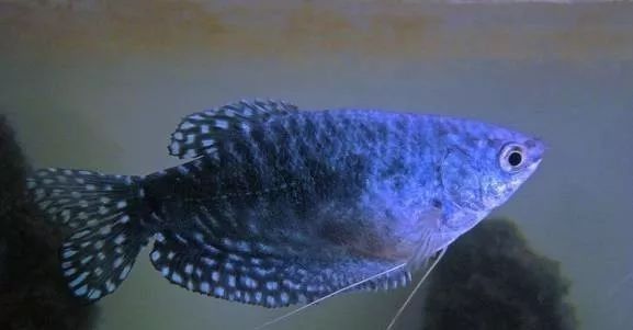 龍魚缸底游時(shí)不時(shí)曾缸底