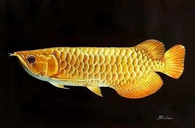 價值百萬的金龍魚是什么牌子：價值百萬的金龍魚是什么牌子價值百萬的金龍魚是什么牌子