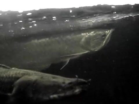 龍魚大戰鱷雀鱔，水族箱混養注意事項,如何預防鱷雀鱔攻擊行為