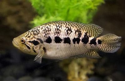 龍魚大戰鱷雀鱔，水族箱混養注意事項,如何預防鱷雀鱔攻擊行為