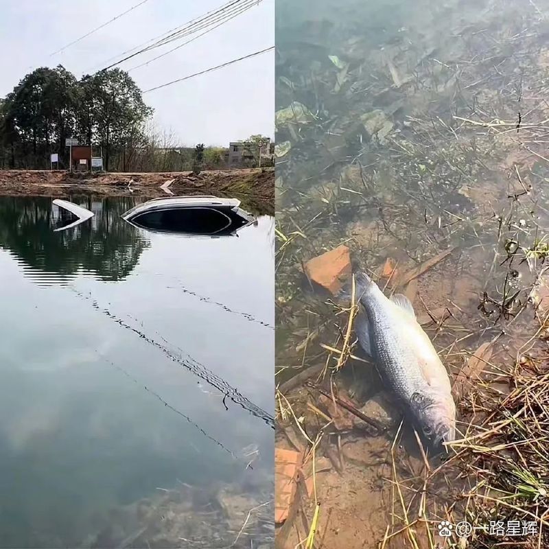 龍魚死亡與車禍幸存有關(guān)聯(lián)嗎？