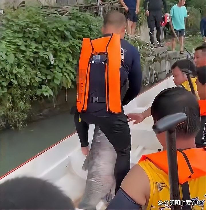 龍魚死亡與車禍幸存有關(guān)聯(lián)嗎？