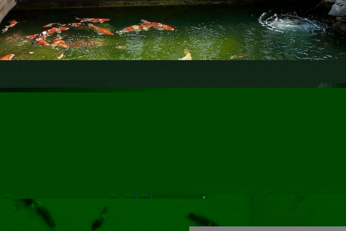 銀龍魚身上有紅色紋路