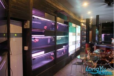 龍魚專賣店名：專賣龍魚的店名