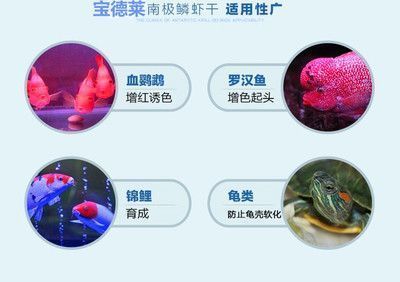 地圖魚食物鏈中的位置，地圖魚在食物鏈中是一個重要的消費者，如何飼養地圖魚的繁殖方式