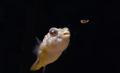 一米五龍魚缸養(yǎng)幾條魚合適圖片：一米五龍魚缸養(yǎng)幾條魚合適？科學(xué)養(yǎng)魚指南