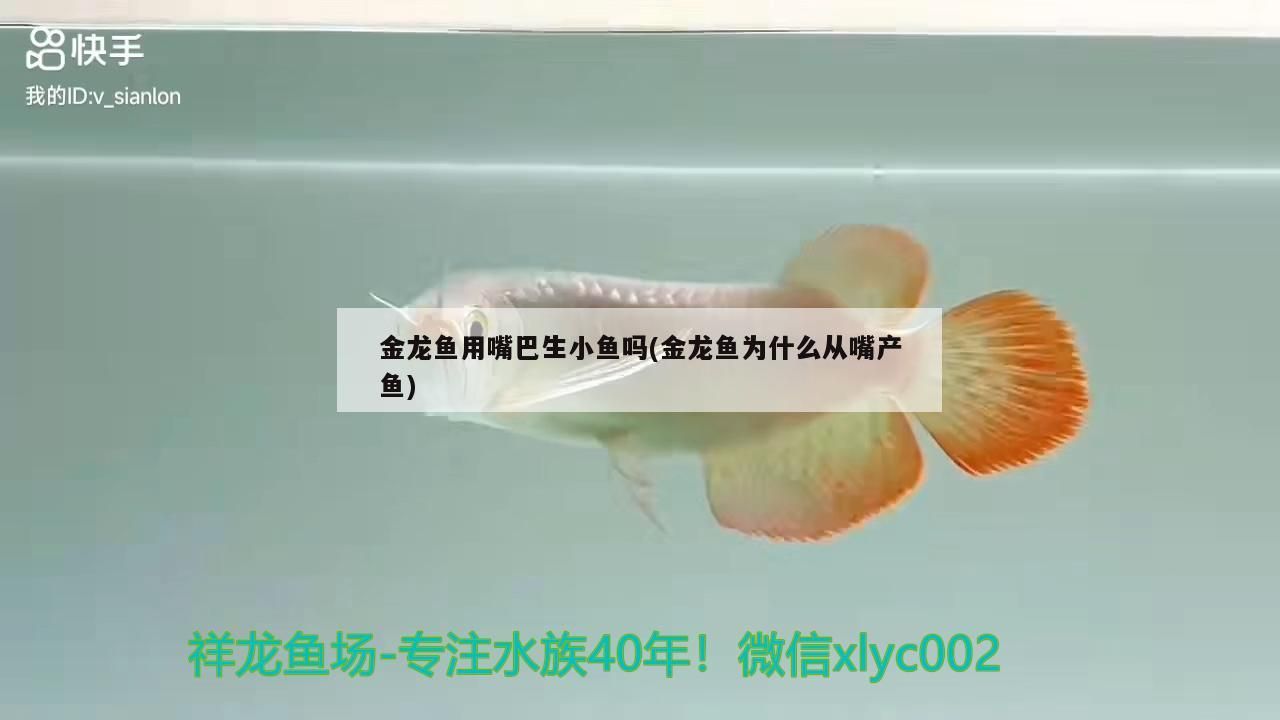 金龍魚用嘴巴生小魚嗎(金龍魚為什么從嘴產魚)