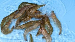 龍魚喂河蝦還是基圍蝦好：河蝦和基圍蝦都可以喂食給龍魚嗎？