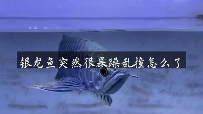 銀龍魚不吃食怎么辦還一直亂撞東西