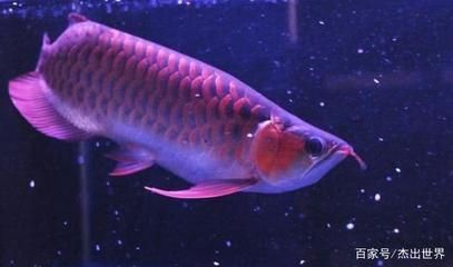紅龍魚怎么養會更紅色（紅龍魚發色過程詳解）