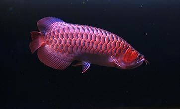 紅龍魚拍賣價格記錄查詢表（紅龍魚拍賣價格查詢表）