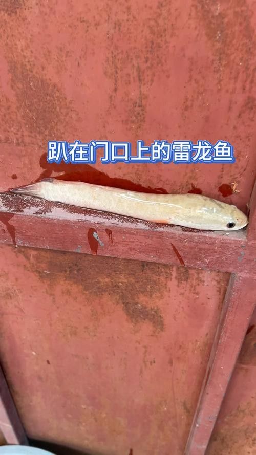 龍魚撞缸的原因預兆圖片解釋大全
