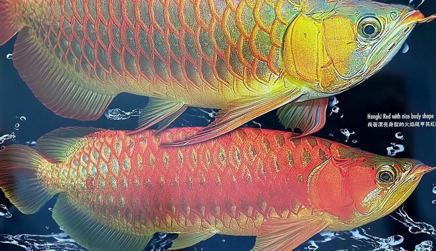 龍魚撞缸的原因預兆圖片解釋大全