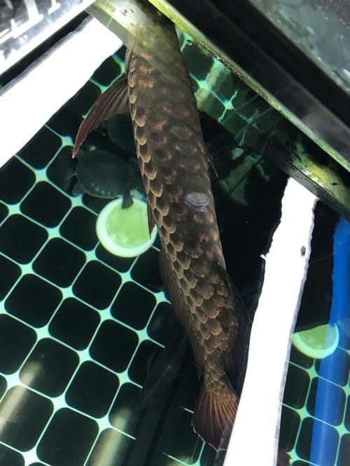 龍魚撞缸的原因預兆圖片解釋大全
