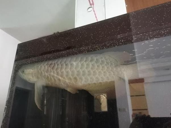 龍魚撞缸的原因預兆圖片解釋大全