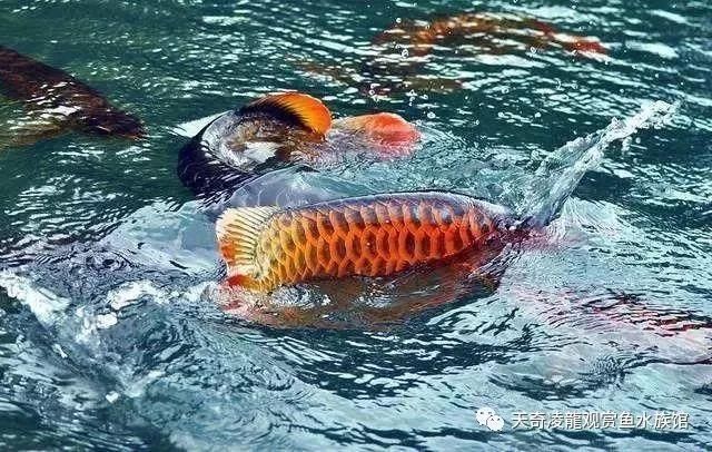 龍魚怎么入缸：龍魚入缸初期的光照管理步驟，龍魚入缸初期的光照管理