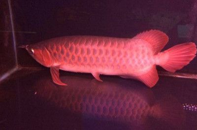 紅龍魚鰓蓋有黑點是怎么回事：紅龍魚鰓蓋出現(xiàn)黑點可能是由于以下幾個原因