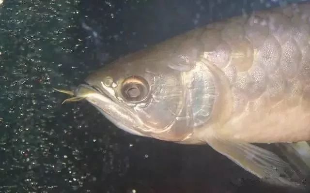 龍魚常見疾病預防：如何判斷龍魚是否健康,龍魚疾病早期癥狀識別