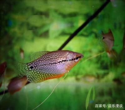 能和龍魚混養的魚有哪些：能與龍魚混養的魚類，選擇與注意事項