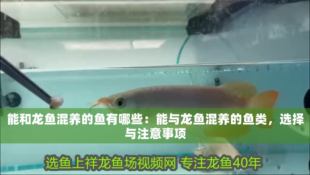 能和龍魚混養的魚有哪些：能與龍魚混養的魚類，選擇與注意事項