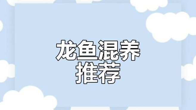 金龍魚和菠蘿魚混養(yǎng)可以嗎
