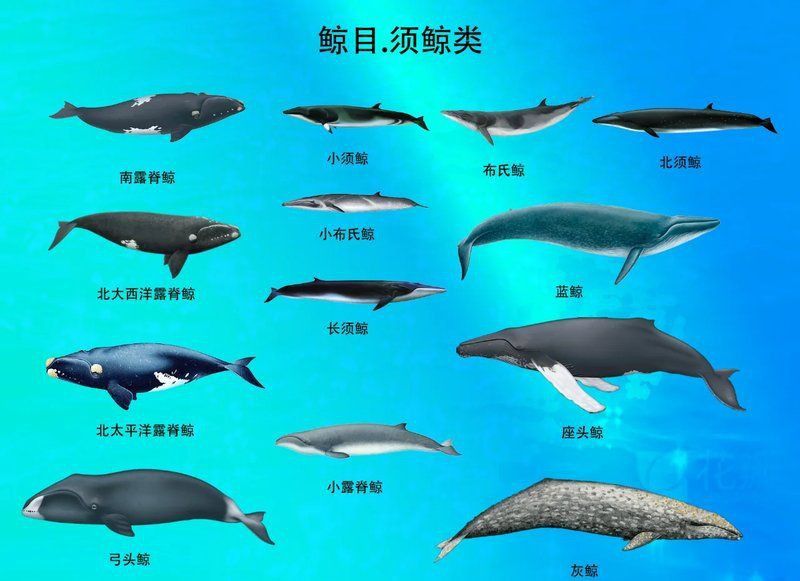 鯨魚的種類和圖片介紹