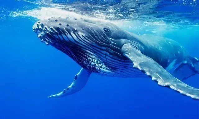 鯨魚的種類和圖片介紹
