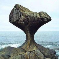 鯨魚的種類和圖片介紹
