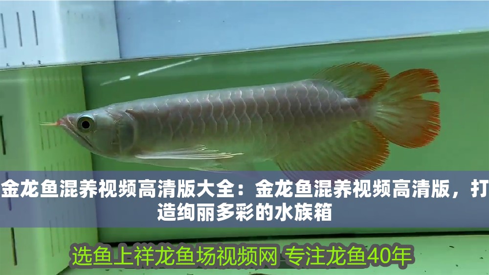 金龍魚混養視頻高清版大全：金龍魚混養視頻高清版，打造絢麗多彩的水族箱