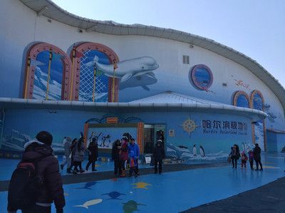 深圳金龍魚（金龍魚深圳市場價格走勢）