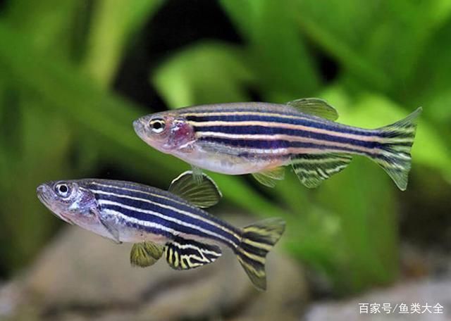斑馬魚和曼龍魚：斑馬魚和曼龍魚的區別