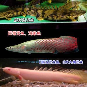 紅龍魚一般能活多久啊（紅龍魚的壽命受到了多種因素的影響）