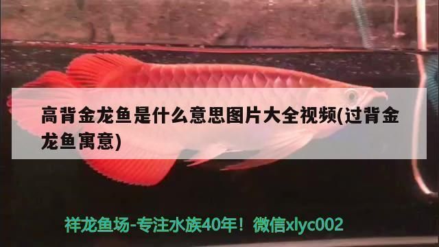 高背金龍魚是什么意思（如何鑒別高背金龍魚品質）