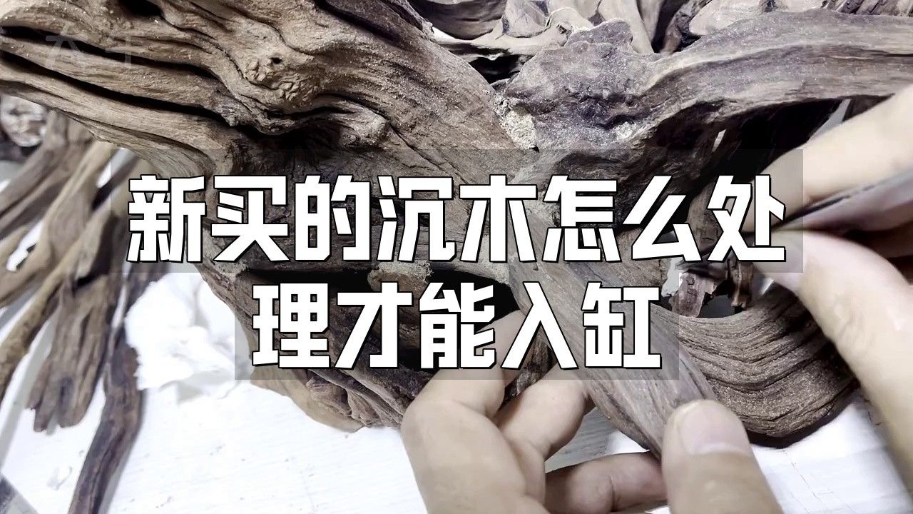 如何挑選適合龍魚的沉木？