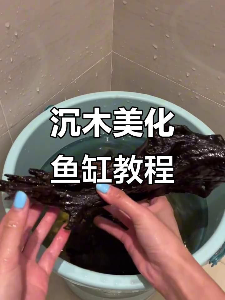 如何挑選適合龍魚的沉木？