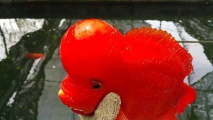 龍魚躲在角落不游動關燈正常：龍魚在遇到環境變化時，如果突然關燈，可能會表現出躲藏或不動的狀態