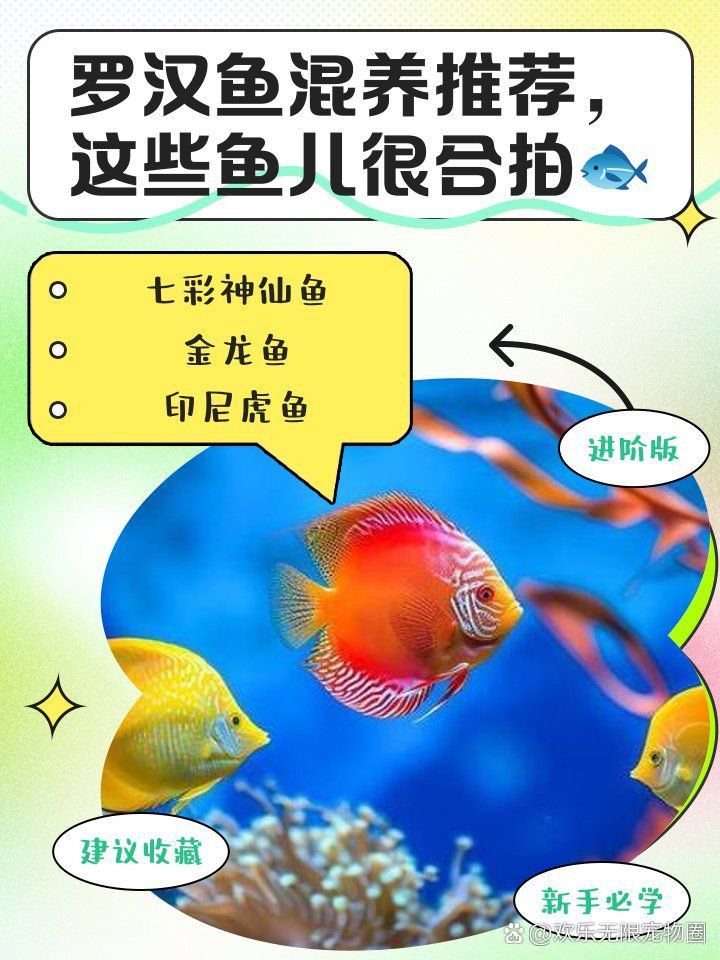 金龍能和羅漢一塊養嗎