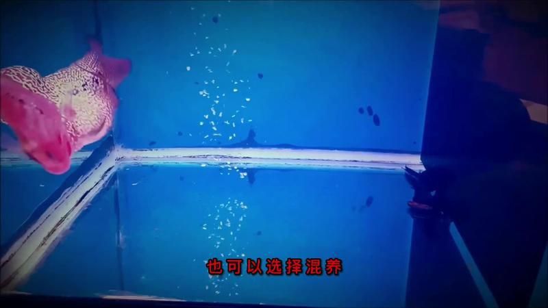 金龍能和羅漢一塊養嗎