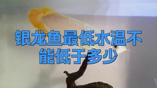 銀龍魚能冷水養嗎