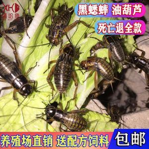 龍魚吃蟋蟀的好處是什么：龍魚吃蟋蟀的一些潛在好處