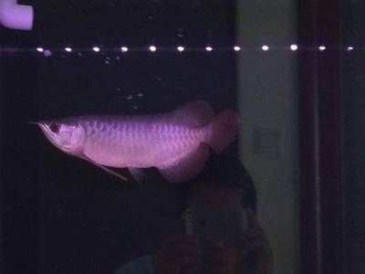紅龍魚24小時開燈后果（紅龍魚24小時開燈會有什么后果）