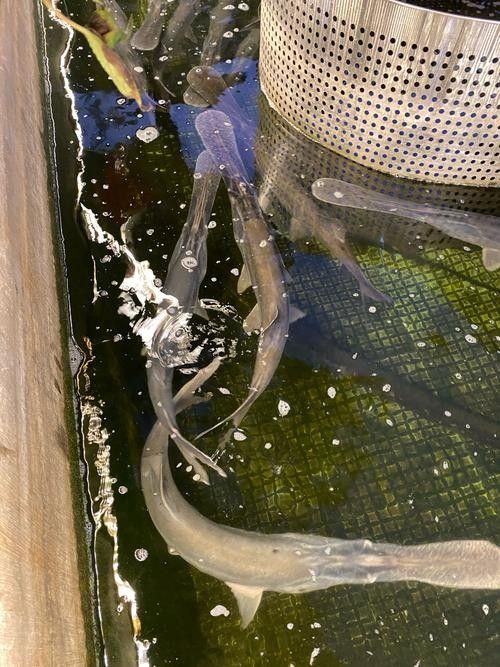 鴨嘴龍魚(yú)海水能養(yǎng)嗎