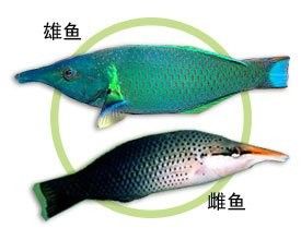 鴨嘴龍魚(yú)海水能養(yǎng)嗎