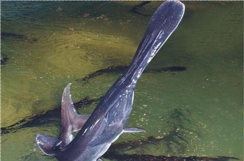 鴨嘴龍魚(yú)海水能養(yǎng)嗎