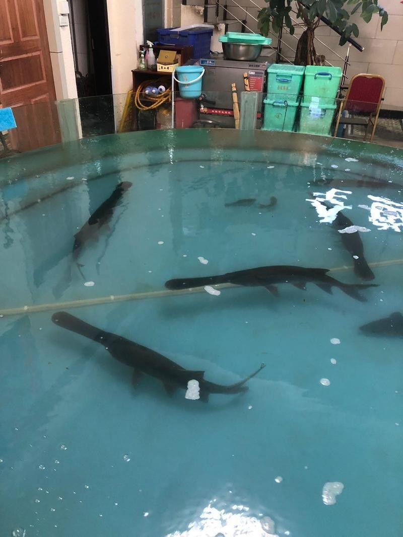 鴨嘴龍魚(yú)海水能養(yǎng)嗎