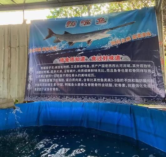 鴨嘴龍魚(yú)海水能養(yǎng)嗎