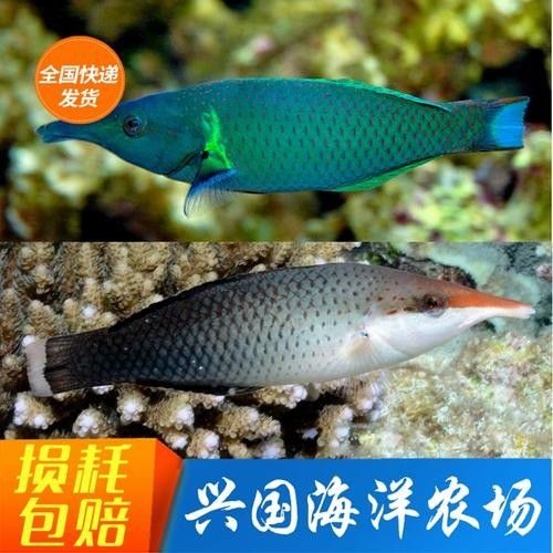 鴨嘴龍魚(yú)海水能養(yǎng)嗎