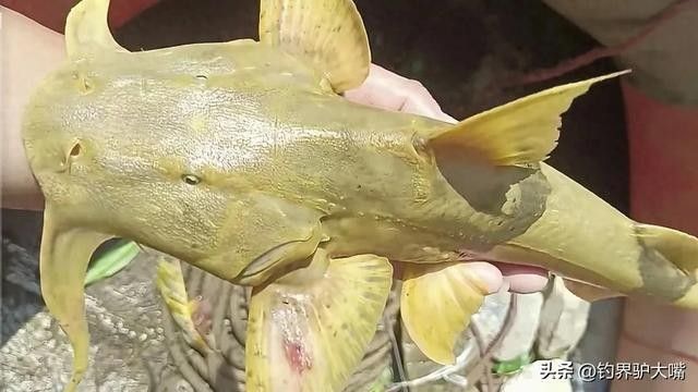 鴨嘴龍魚(yú)海水能養(yǎng)嗎